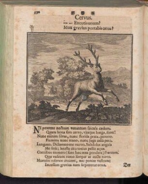 Cervus - Der Hirsch