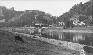 Oberrathener Elbufer mit weidenden Rindern und Niederrathen. Blick nach NNW gegen Mönchstein und Große Gans