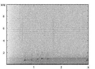 Kojote | Canis latrans - Heulen, Bellen