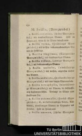 36. Scilla (Meerzwiebel.)