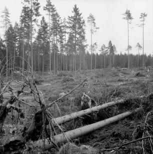 Hahnheide: Staatsforst Trittau: Windbruch: entwurzelte Bäume: hinten vereinzelte Tannen