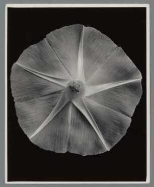 Blaue Kaiserwinde, Blütenknospen, abgeschnitten und von hinten aufgenommen (Ipomoea [Pharbitis] imperialis (praecox)