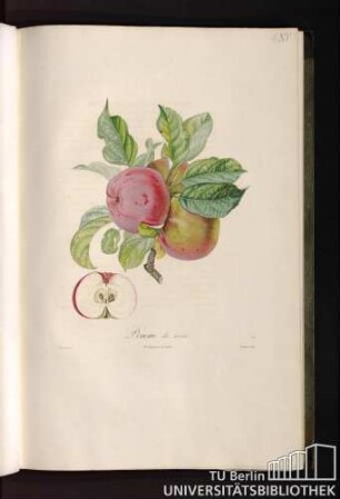 Pomme de rosée.