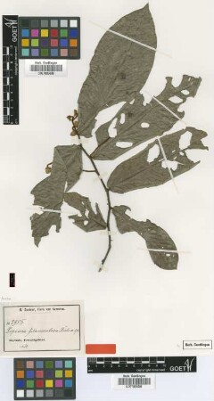 Popowia filamentosa Diels [type]