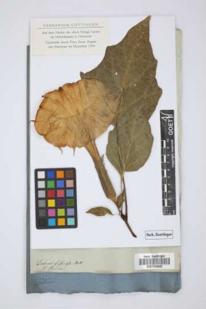 Datura fastuosa Mill.