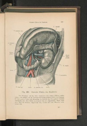 Fig. 291. Caudale Fläche des Pankreas.