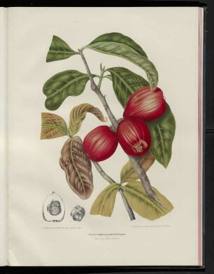 Fructus jambosae domesticae.