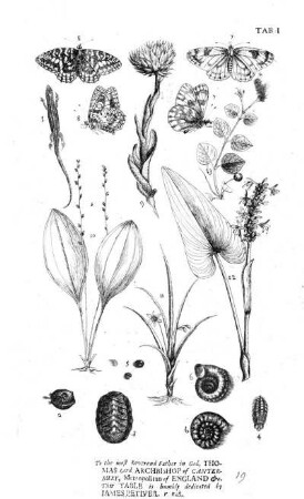 Gazophylacium naturae et artis