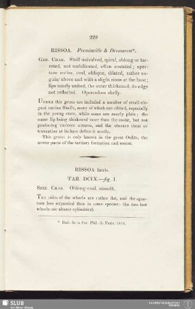 Rissoa laevis. Tab. DCIX.—fig. 1