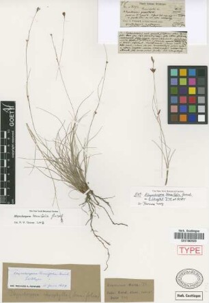Rhynchospora stenophylla Not on Sheet