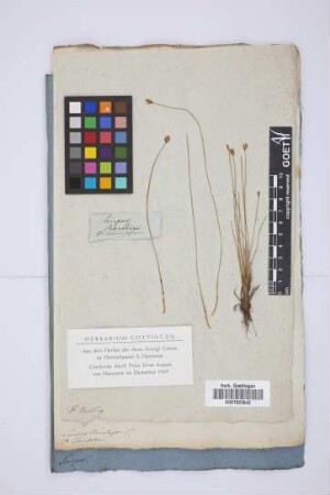 Scirpus Baeothryon L.