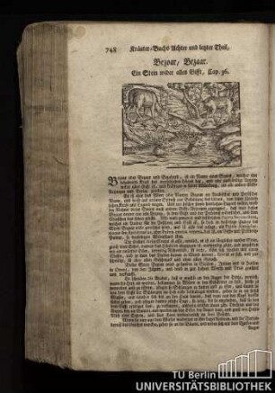 Cap. 36. Bazvar, Bezaar. Ein Stein wider alles Gifft.