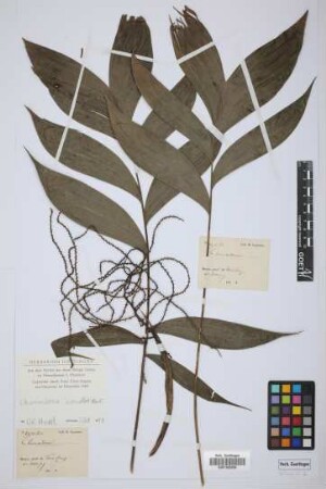 Chamaedorea concolor Mart.