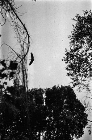 Kreisender Vogel : Ein Altvogel kreist über seinem Nest.