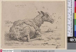 [The Sheep and the Flies; Recumbent Sheep with Flies; Le mouton et le mouches; Schaf und Fliegen]