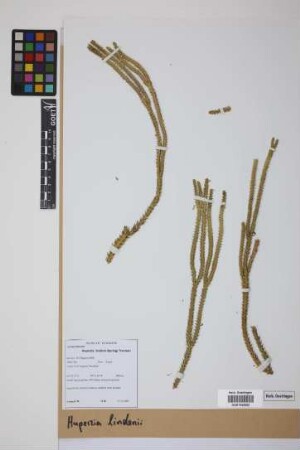 Phlegmariurus lindenii (Spring) B. &Oslash;llg.