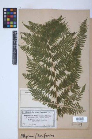 Athyrium filix-femina (L.) Roth