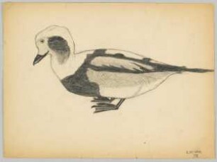 [Ente]