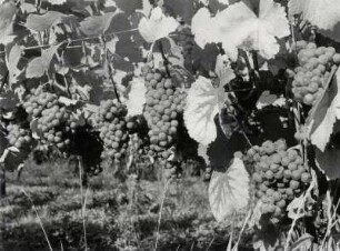 Weinanbau im Markgräflerland