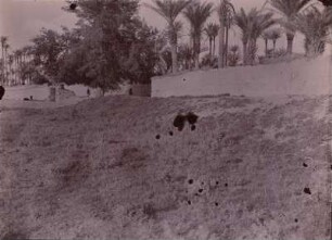 Überreste von Babylon : Alte Mauern der antiken Stadt Babylon, dahinter ein Palmenhain.