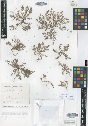 Euphorbia aegyptiaca Boiss.