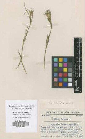 Dianthus armeria L.