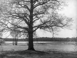 Oberlausitzer Niederung. An der Schwarzen Lache bei Kreba, von 1936-1947 Heideanger