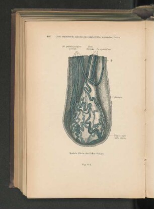 Fig. 414. Linke Scrotalhälfte mit dem in seinen Hüllen steckenden Hoden.