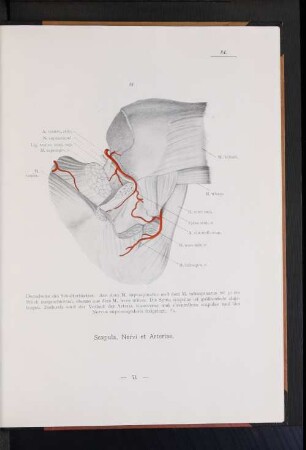 Scapula, Nervi et Arteriae.