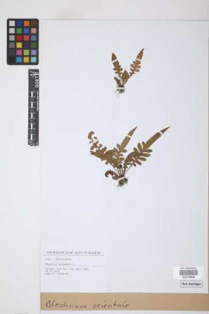 Blechnum orientale L.
