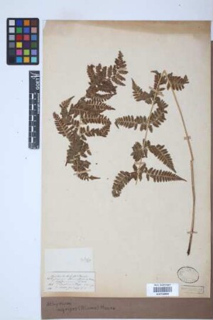 Athyrium nigripes (Blume) Moore