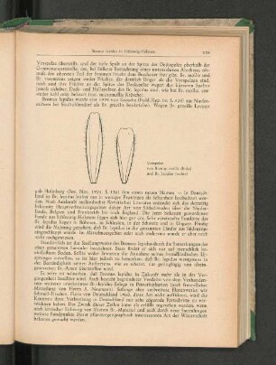 Vorpelze von Bromus mollis (links) und Br. lepidus (rechts)