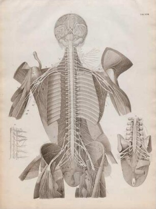 Männlicher Torso von hinten