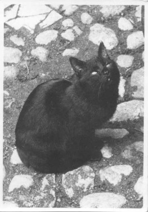 Schwarze Katze der Bildhauerin Etha Richter