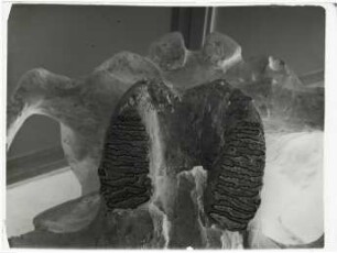 Elephas antiquus