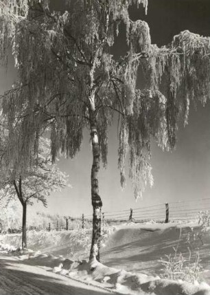 Osterzgebirge. Birken mit Raureif an der Straße nach Frauenstein