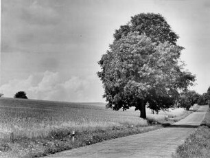 Odenwald. Landschaftsidylle. Landstraße umgeben mit Wiesen und Bäumen