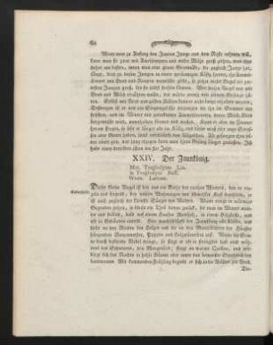 XXIV. Der Zaunkönig