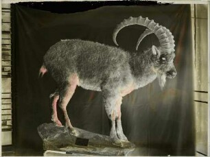 Capra sibirica (Pallas, 1776)