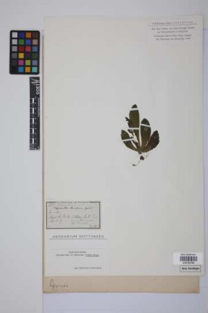 Napeanthus brasiliensis Gardner