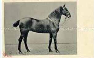 Reitpferd