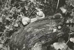 Sachsen. Weinbergschnecke (Helix pomatia), 2 ad. auf Baumstamm