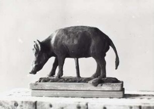 Wildschwein