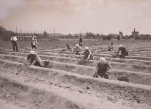 Weinböhla, Spargel-Plantage. Frauen beim Stechen des Spargels