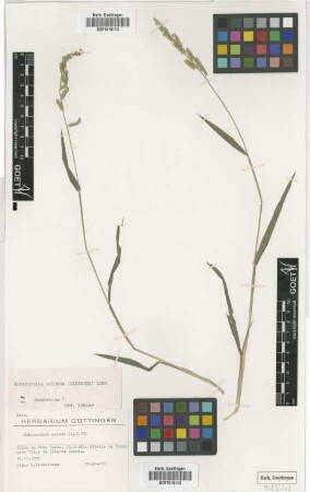 Echinochloa colona (L.) Link