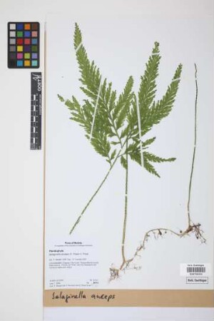 Selaginella anceps (C.Presl) C.Presl