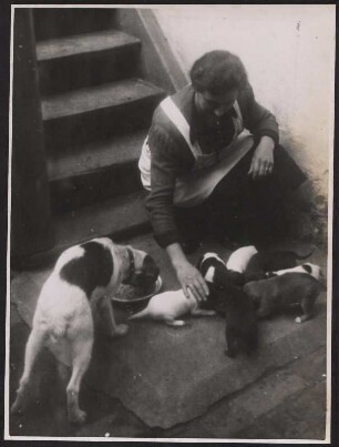 Eine Frau füttert Hunde
