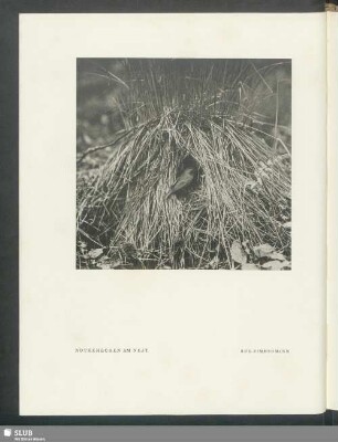 Rotkehlchen am Nest