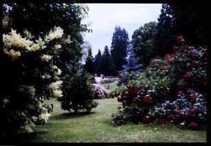 Insel Mainau: Durchblick auf Parkstraße