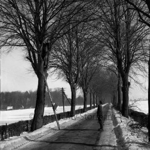 Straßen: Landstraße zwischen Barkhorst und Schmachthagen: Lindenallee: Baumpflegearbeiten: links Arbeiter auf Baum, davor Leiter: rechts Arbeiter auf Straße: hinten links Gehöft: dahinter Wäldchen: Winter
